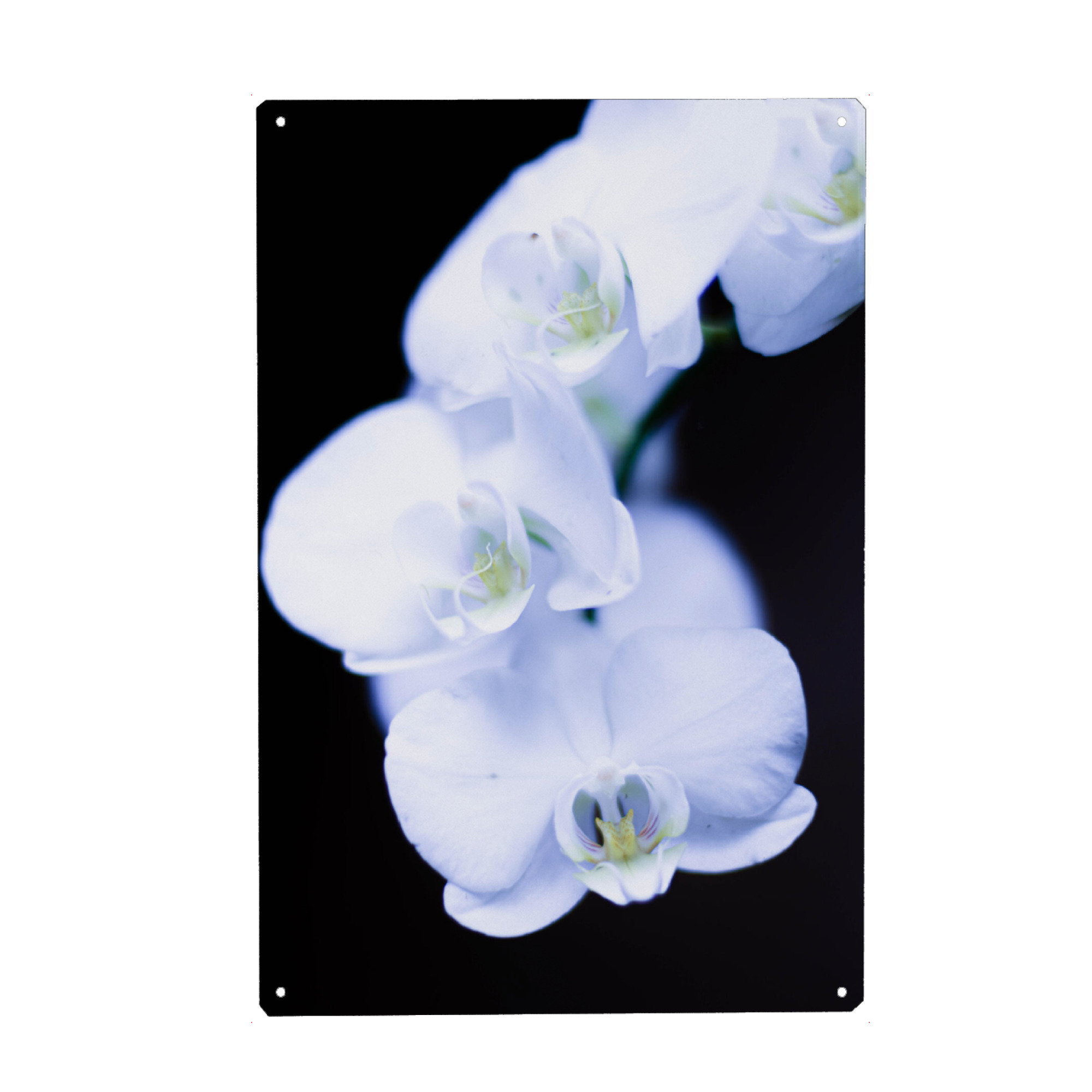 Metall Poster "Weiße Orchidee" artboxONE - Natur,Reise,Floral,Reise / Länder