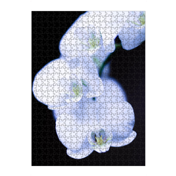 artboxONE Puzzle "Weiße Orchidee" artboxONE - Natur,Reise,Floral,Reise / Länder