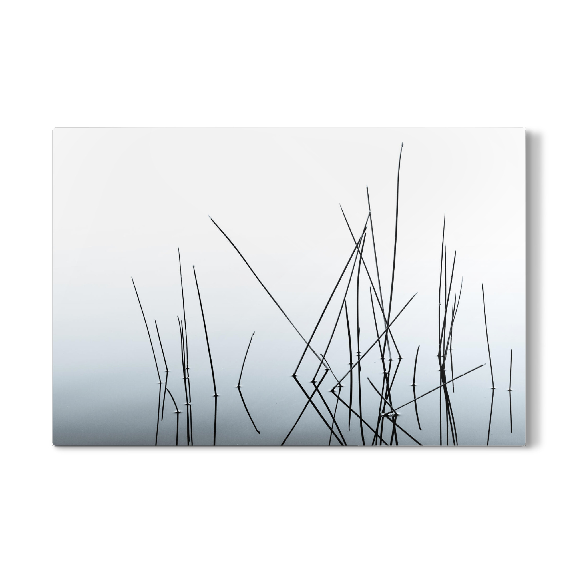Galerie-Print "Schilf im Morgengrauen" 75x50 cm artboxONE