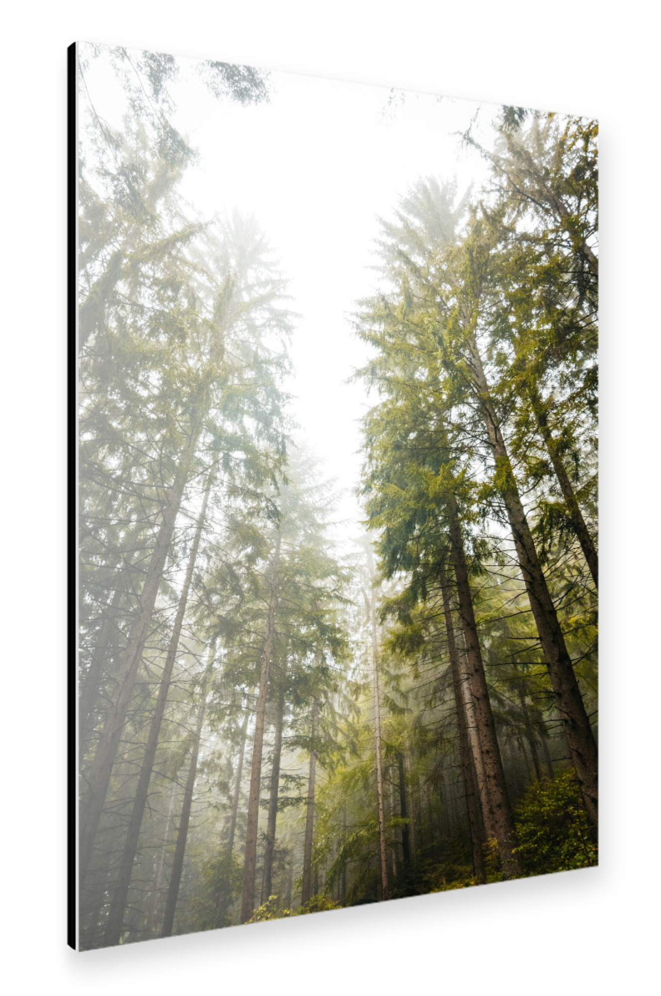Alu-Dibond "Waldlichtung" 75x50 cm artboxONE