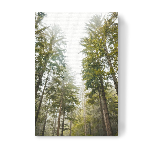 Leinwandbild "Waldlichtung" artboxONE - Natur