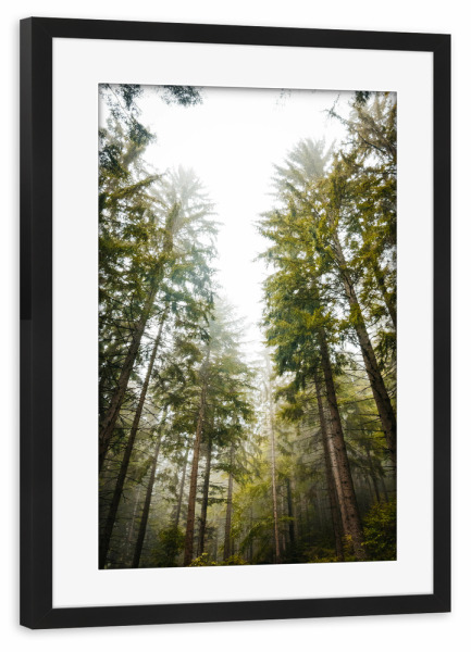 Poster mit Rahmen schwarz "Waldlichtung" artboxONE - Natur
