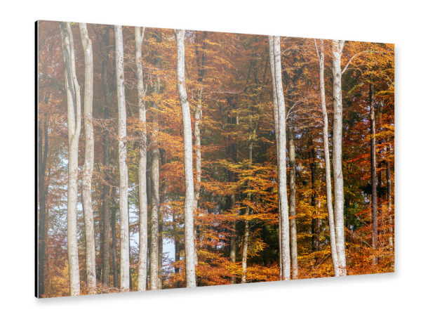 Alu-Dibond "Autumn forest at Bremgarten" 30x20 cm artboxONE