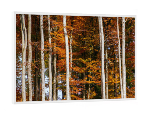 Poster mit weißem Rahmen "Autumn forest at Bremgarten" artboxONE - Natur