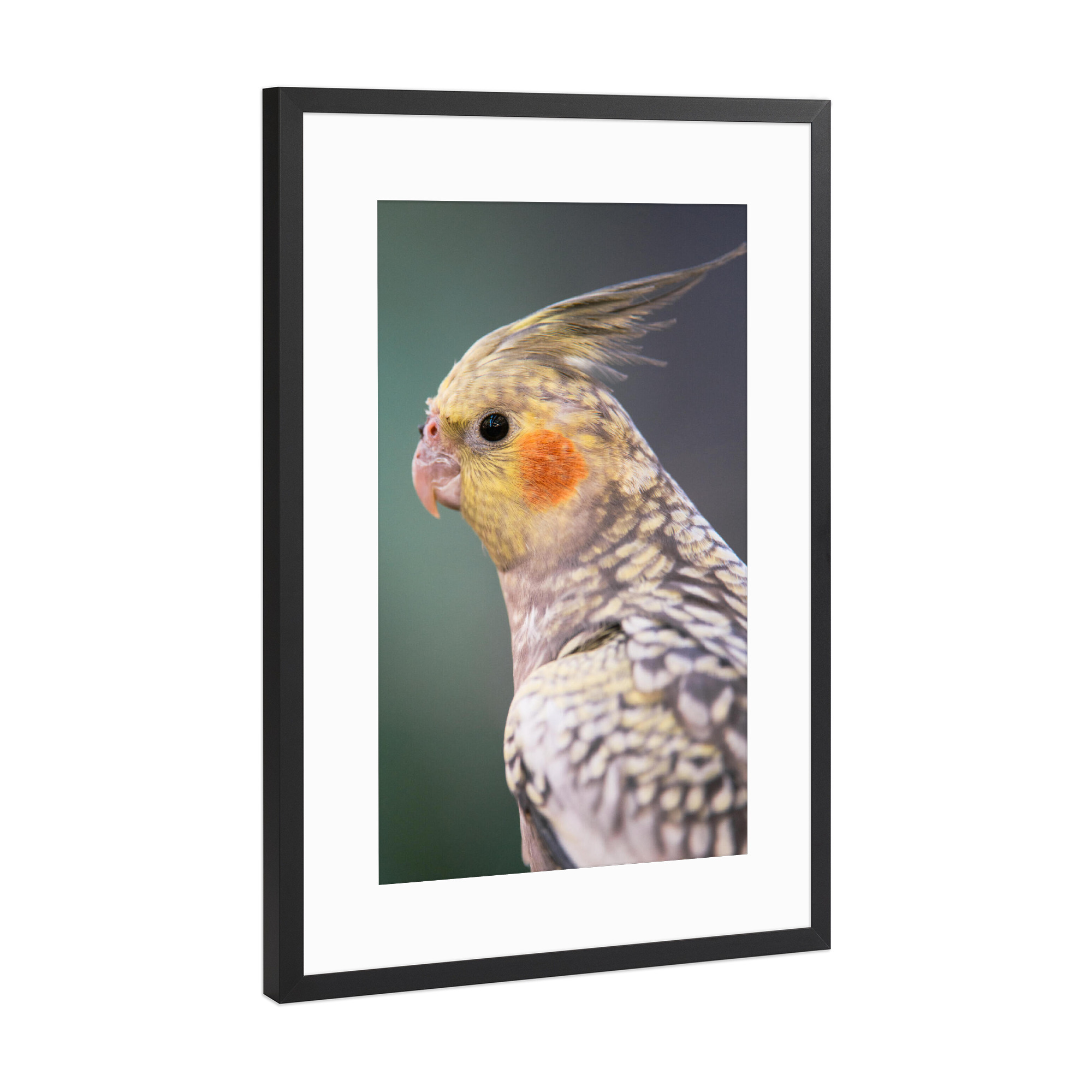 Poster mit Rahmen Schwarz (Metallic) "Portrait of a Cockatiel" artboxONE - Tiere
