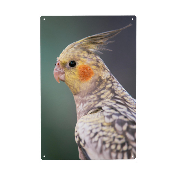 Metall Poster "Portrait of a Cockatiel" artboxONE - Tiere