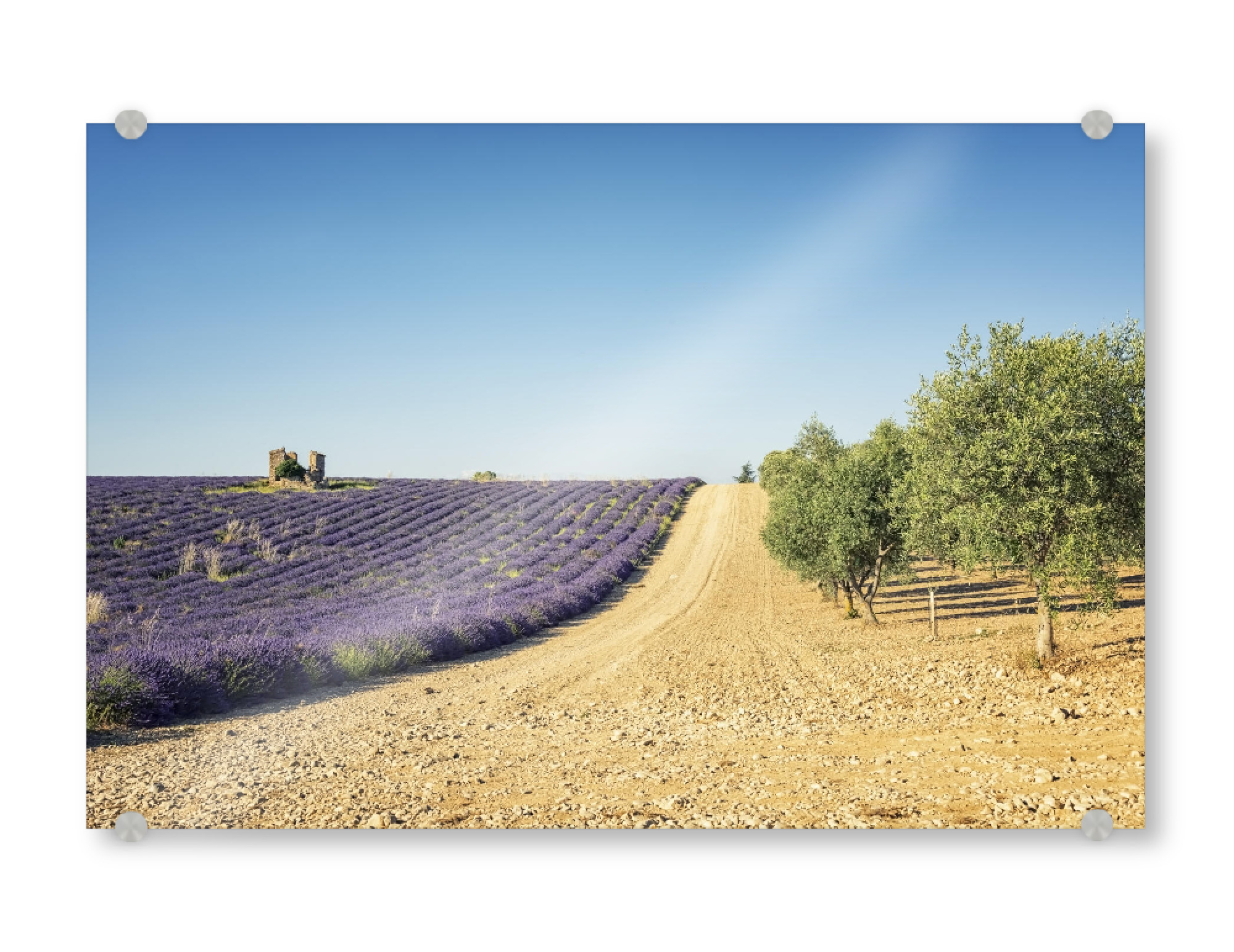 Acrylglasbild "Lavender vs olive trees" artboxONE - Natur,Reise,Floral,Reise / Länder
