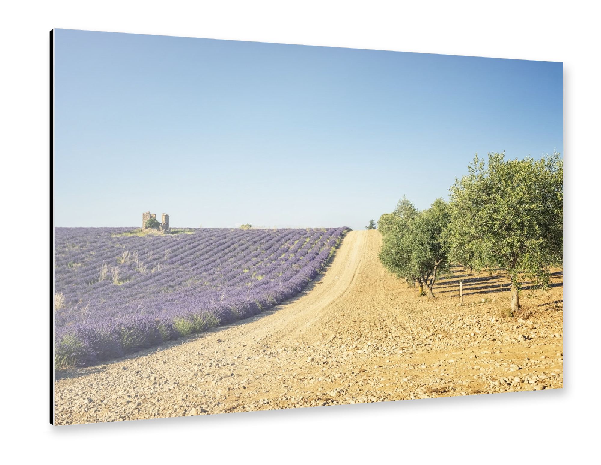 Alu-Dibond "Lavender vs olive trees" 30x20 cm artboxONE