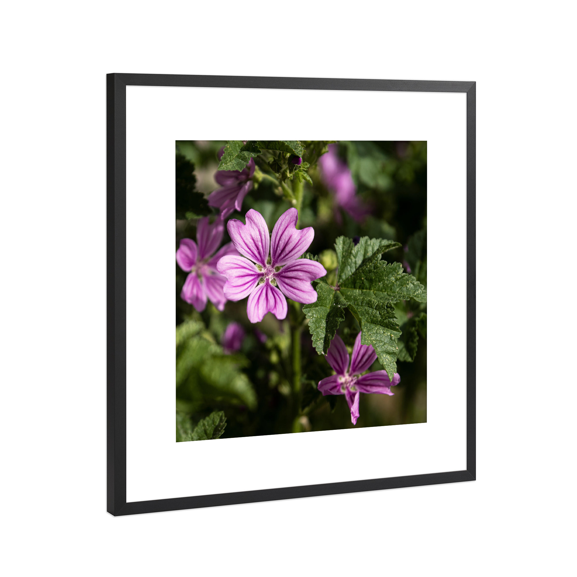 Poster mit Rahmen Schwarz (Metallic) "Frühlingsblüte" artboxONE - Natur,Floral