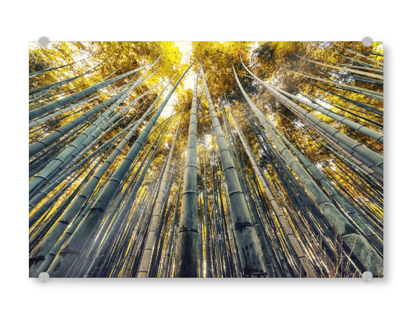 Acrylglasbild "Bamboo in Japan" artboxONE - Natur,Reise,Reise / Asien,Reise / Länder