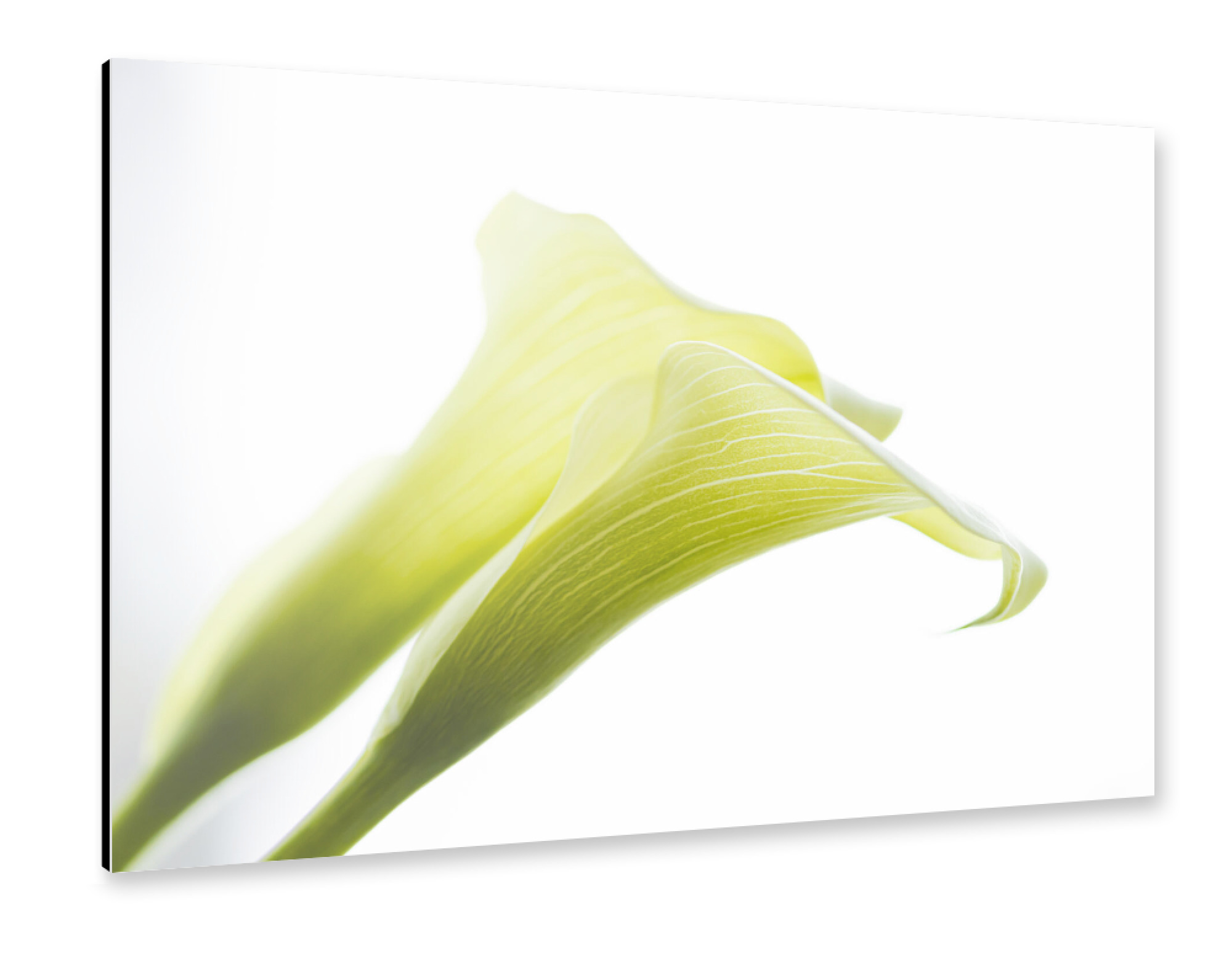Alu-Dibond "Two In Green And White" 30x20 cm artboxONE