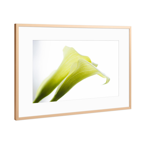 Poster mit Rahmen Kupfer "Two In Green And White" artboxONE - Natur,Floral