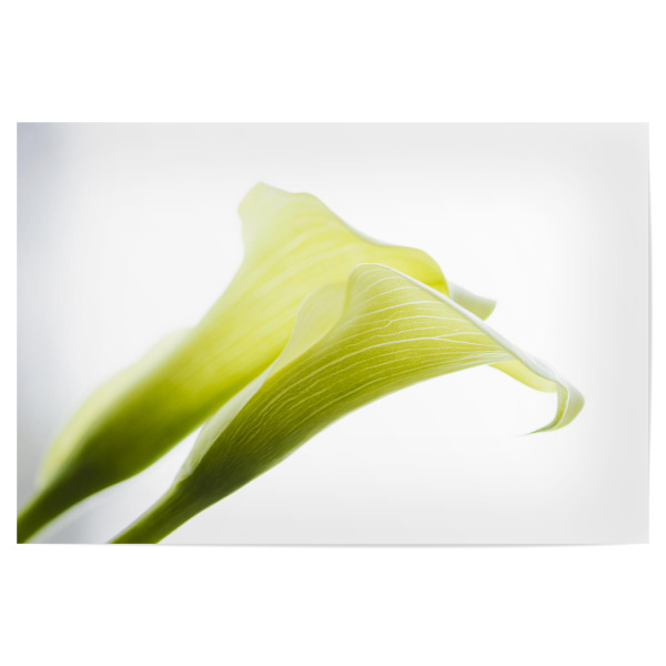 Poster "Two In Green And White" artboxONE - Natur,Floral