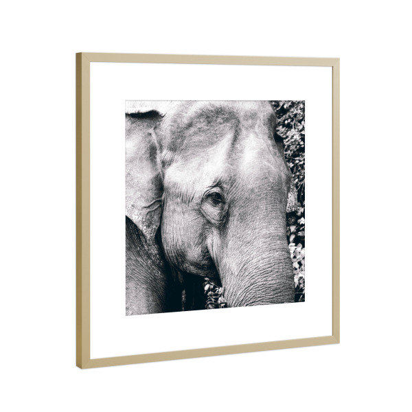 Poster mit Rahmen Gold "Asian Elephant Portrait" artboxONE - Natur,Reise,Tiere,Schwarzweiß,Reise / Asien