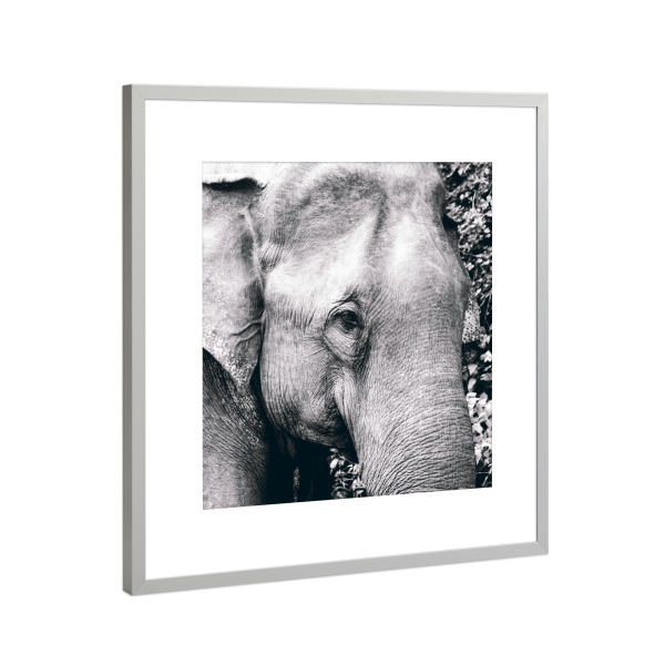 Poster mit Rahmen Silber "Asian Elephant Portrait" artboxONE - Natur,Reise,Tiere,Schwarzweiß,Reise / Asien