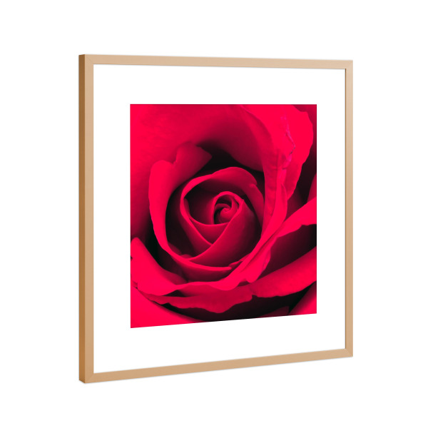 Poster mit Rahmen Kupfer "Red Valentines Rose" artboxONE - Natur,Floral,Liebe,Buchstaben / R,Für Mama