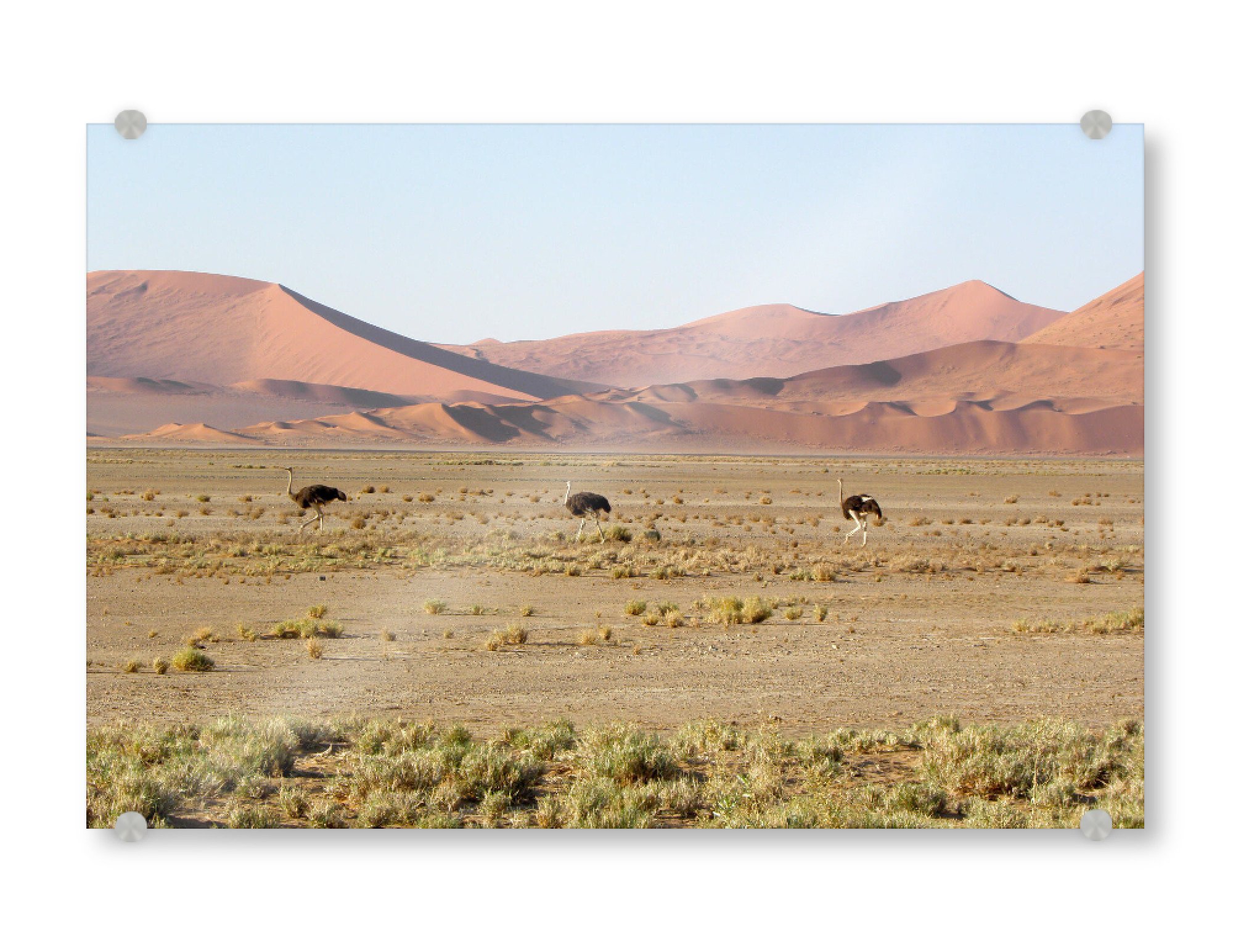 Acrylglasbild "Three Ostriches in Namib Desert" artboxONE - Natur,Reise,Reise / Afrika,Reise / Länder