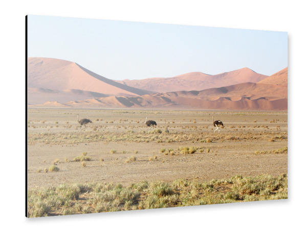 Alu-Dibond "Three Ostriches in Namib Desert" 30x20 cm artboxONE