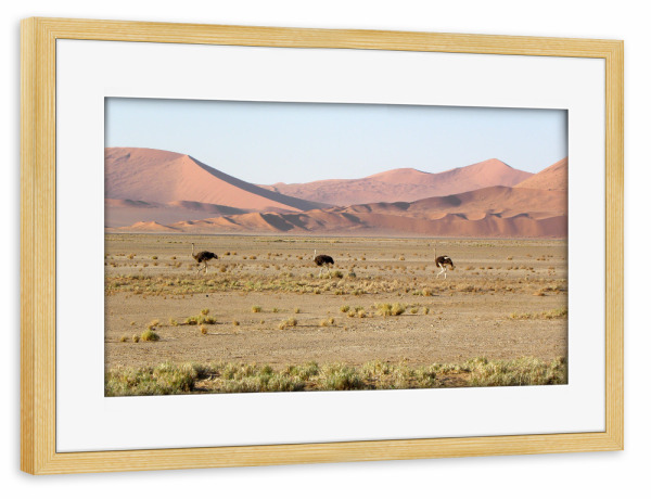 Poster mit Rahmen kiefer "Three Ostriches in Namib Desert" artboxONE - Natur,Reise,Reise / Afrika,Reise / Länder