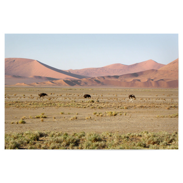Poster "Three Ostriches in Namib Desert" artboxONE - Natur,Reise,Reise / Afrika,Reise / Länder