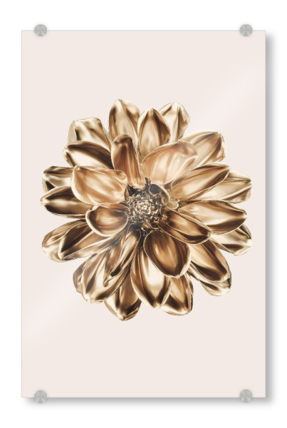 Acrylglasbild "Dahlie in Gold" artboxONE - Natur,Floral