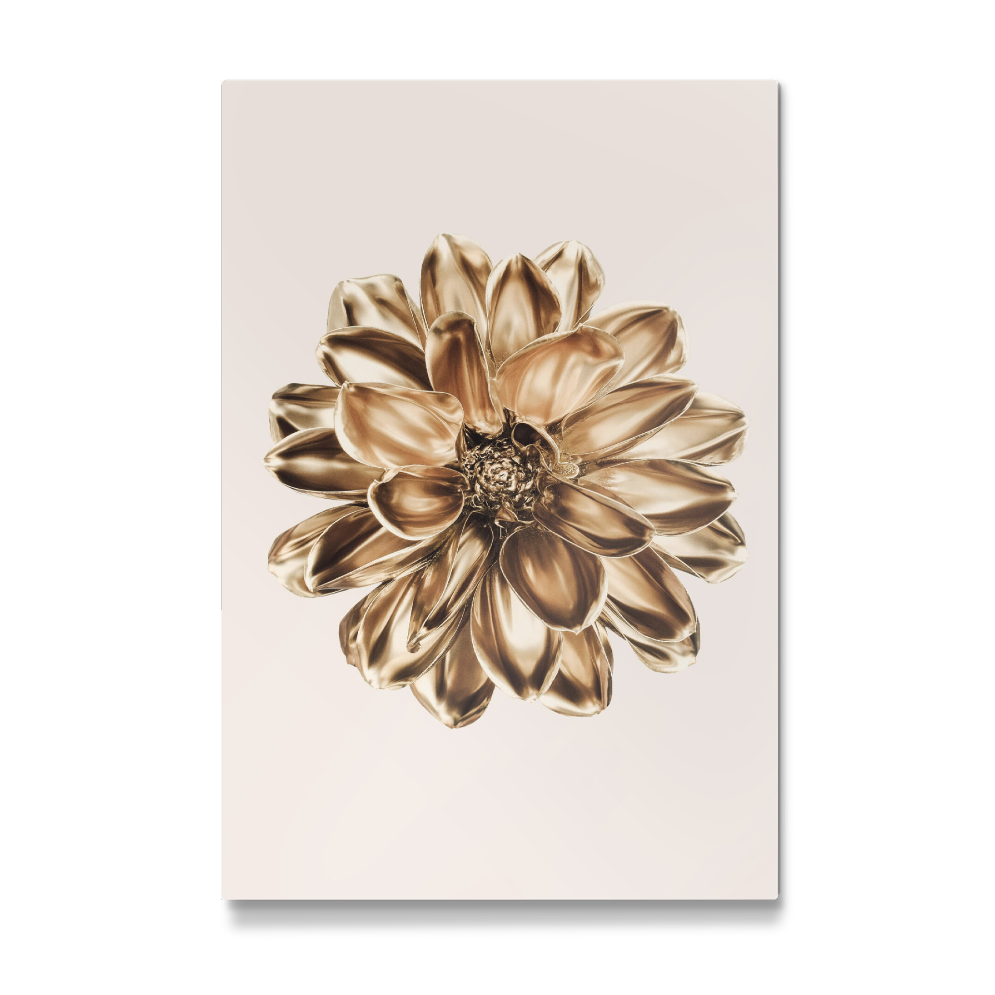 Galerie-Print "Dahlie in Gold" 30x20 cm artboxONE