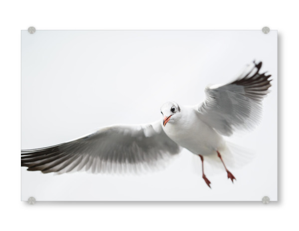 Acrylglasbild "Single flying black-headed gull" artboxONE - Tiere