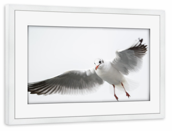 Poster mit Rahmen weiß "Single flying black-headed gull" artboxONE - Tiere
