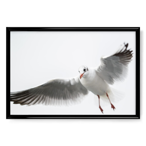 Single flying black-headed gull