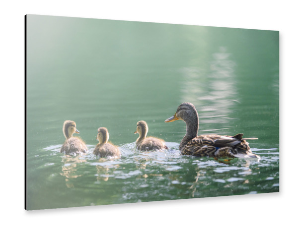 Alu-Dibond "Cute baby ducklings" 30x20 cm artboxONE
