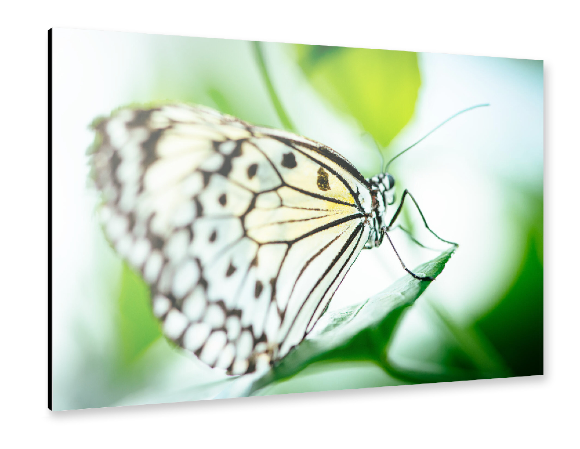 Alu-Dibond "Malabar Tree nymph butterfly" 30x20 cm artboxONE