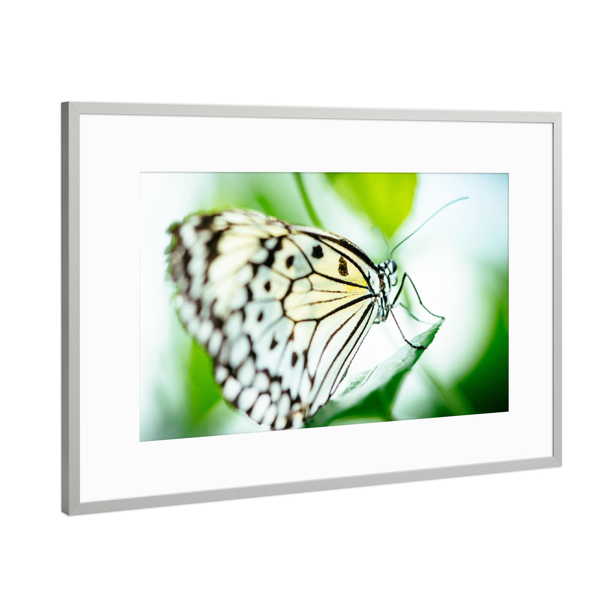 Poster mit Rahmen Silber "Malabar Tree nymph butterfly" artboxONE - Natur,Tiere