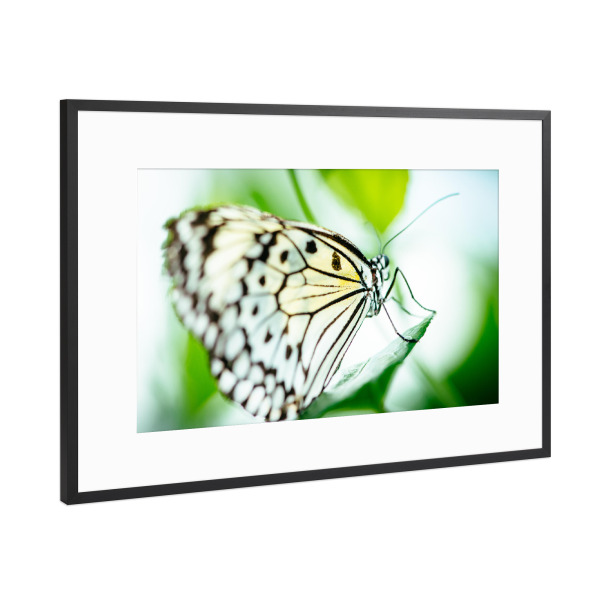 Poster mit Rahmen Schwarz (Metallic) "Malabar Tree nymph butterfly" artboxONE - Natur,Tiere