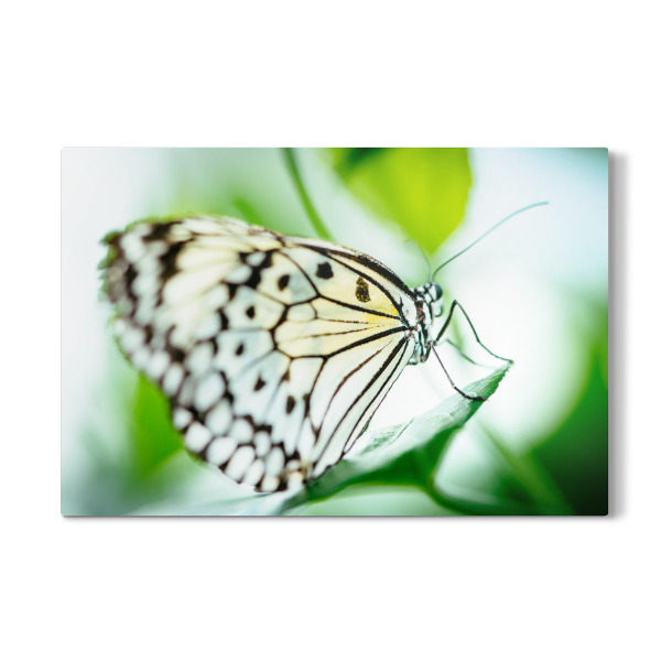 Galerie-Print "Malabar Tree nymph butterfly" 30x20 cm artboxONE