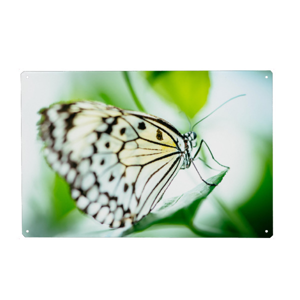 Holzbild "Malabar Tree nymph butterfly" artboxONE - Natur,Tiere