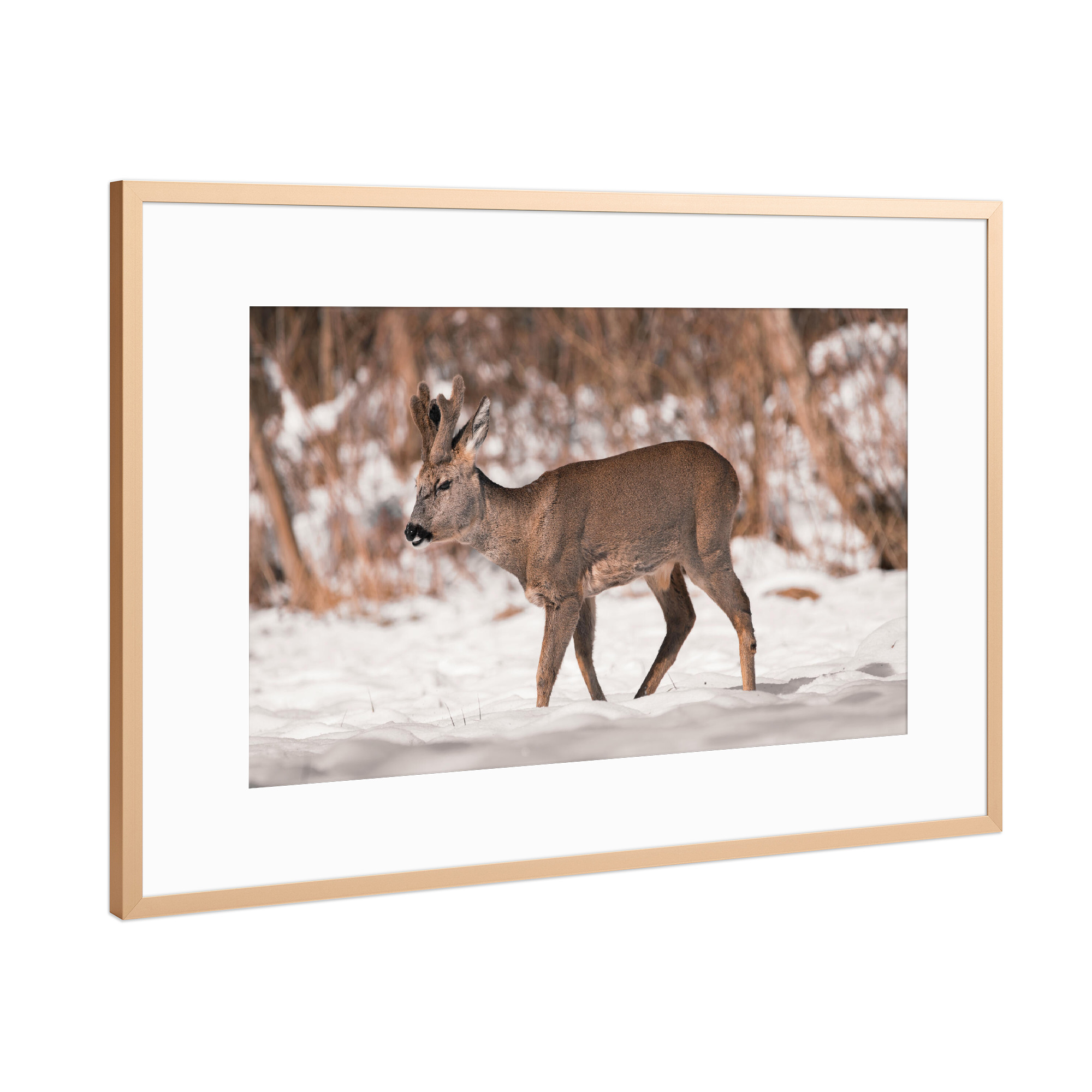 Poster mit Rahmen Kupfer "Wilddays in Winter" artboxONE - Natur,Tiere
