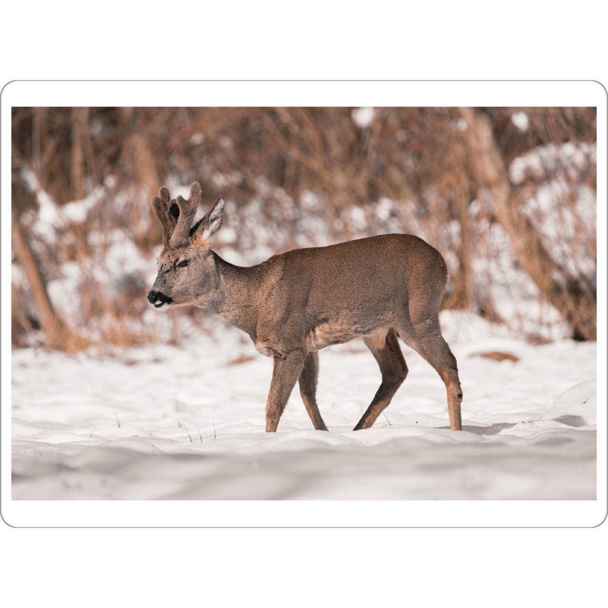 Tischset "Wilddays in Winter" artboxONE - Natur,Tiere