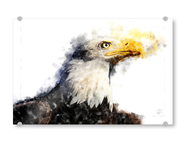 Acrylglasbild "Adlerkopf" artboxONE - Natur,Tiere