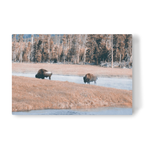 Leinwandbild "Bisons at Yellowstone River" artboxONE - Reise,Tiere,Reise / Länder
