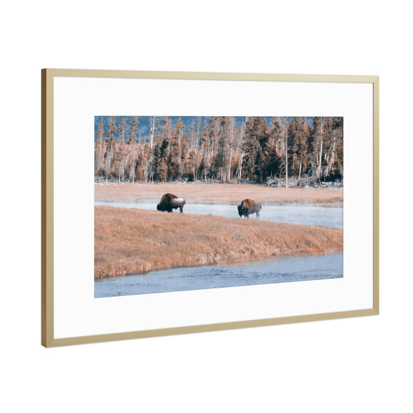 Poster mit Rahmen Gold "Bisons at Yellowstone River" artboxONE - Reise,Tiere,Reise / Länder