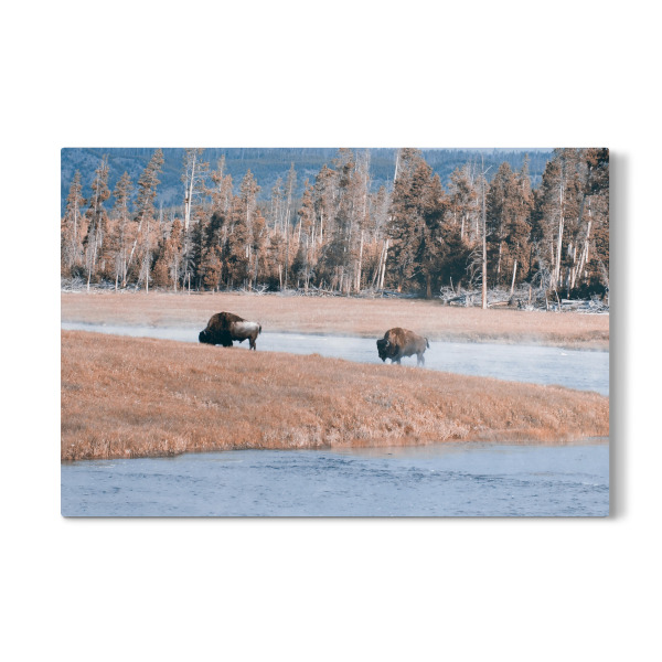 Galerie-Print "Bisons at Yellowstone River" 30x20 cm artboxONE