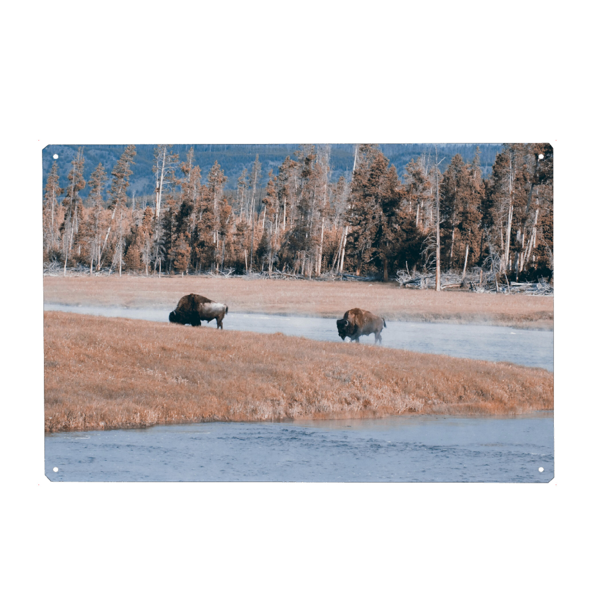 Holzbild "Bisons at Yellowstone River" artboxONE - Reise,Tiere,Reise / Länder