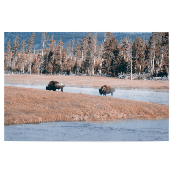 Poster "Bisons at Yellowstone River" artboxONE - Reise,Tiere,Reise / Länder