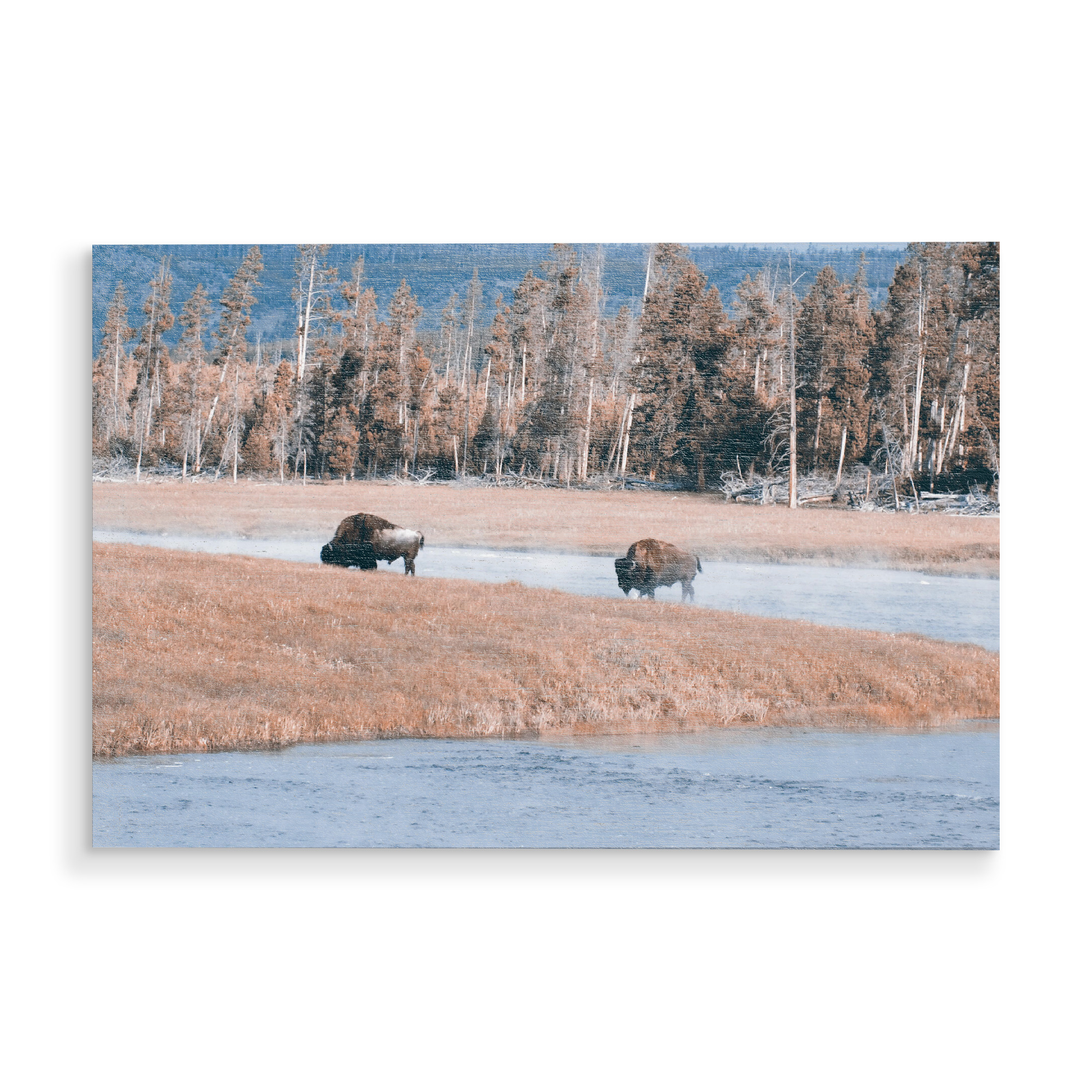 Holzbild "Bisons at Yellowstone River" artboxONE - Reise,Tiere,Reise / Länder
