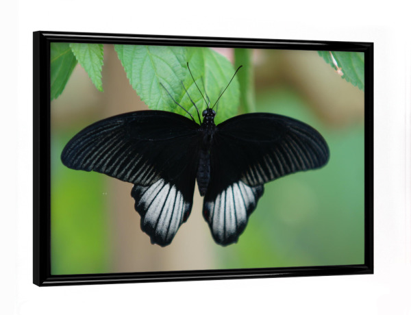 Poster mit schwarzem Rahmen "Schmetterling - Papilio memnon" artboxONE - Natur,Tiere