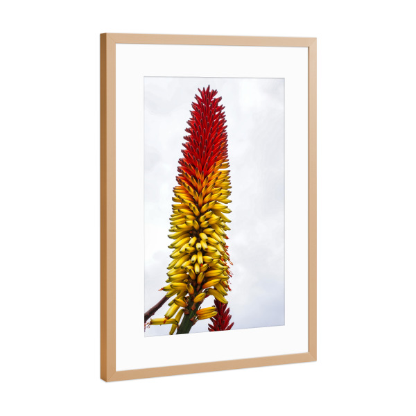 Poster mit Rahmen Kupfer "Fackellilie - Raketenblume" artboxONE - Natur,Reise,Floral,Reise / Länder