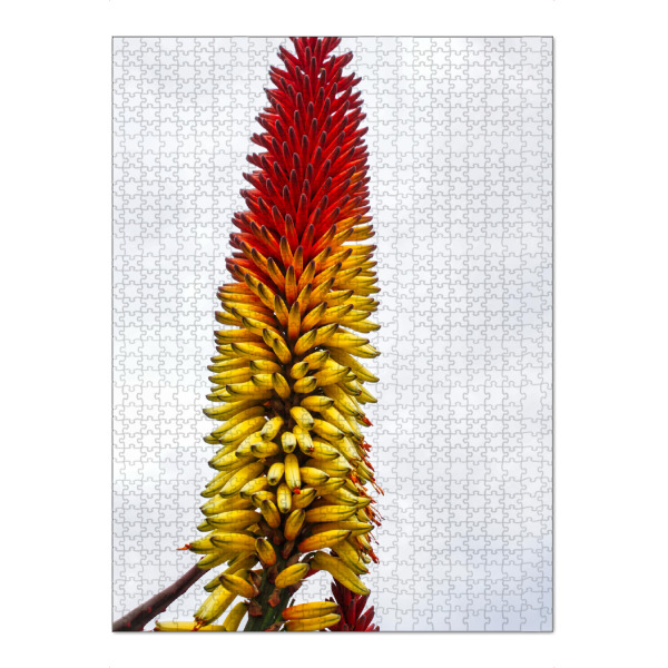 Puzzle Ravensburger "Fackellilie - Raketenblume" artboxONE - Natur,Reise,Floral,Reise / Länder