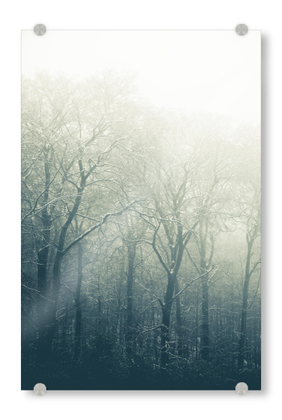 Acrylglasbild "Bewitched Forest" artboxONE - Natur
