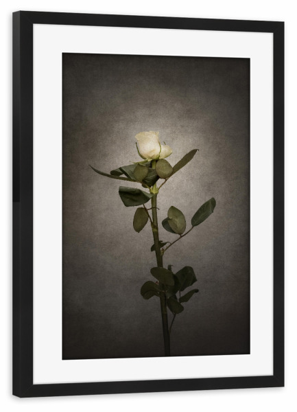 Poster mit Rahmen schwarz "Elegante weiße Rose | Vintage" artboxONE - Floral