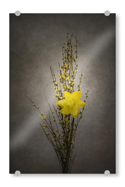 Acrylglasbild "Vintage Ginster & Osterglöckchen" artboxONE - Natur,Floral